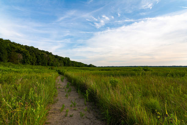 istock Dixon Waterfowl Refuge 1164634677