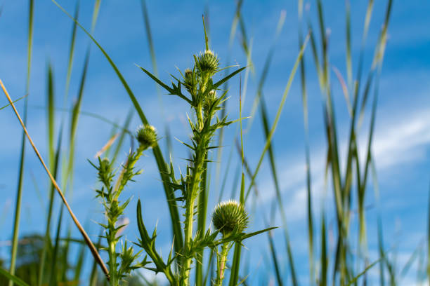 Echinops -closeup  globe thistles plant, spherical flower head on blue background