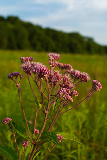 istock Dixon Waterfowl Refuge 1164634788