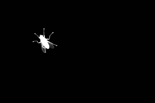 White fly silhouette on black background isolated close up, diptera bloodsucking insect macro, insect sign, pest bug symbol, entomology science concept, abstract animal pattern wallpaper, copy space
