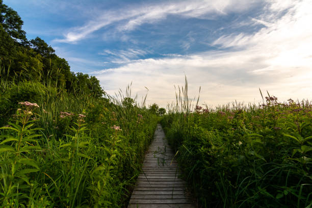 istock Summer evening in Dixon Waterfowl Refuge 1164635431