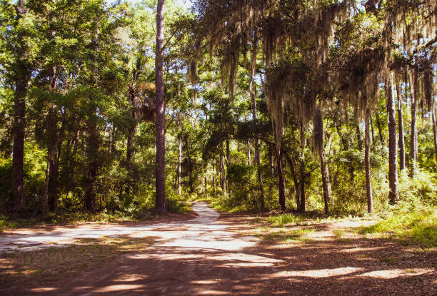 istock Daufuskie Island 1164635677
