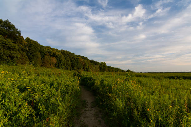 istock Summer evening in Dixon Waterfowl Refuge 1164636490