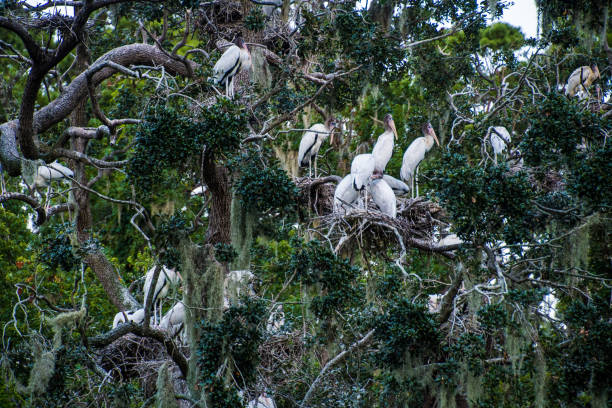 Daufuskie Island Finds