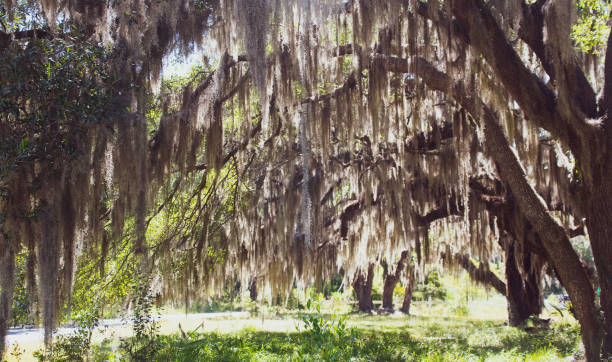 istock Daufuskie Island Finds 1164637466