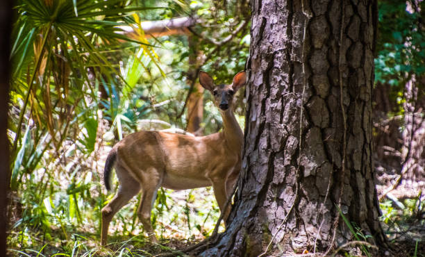 Daufuskie Island