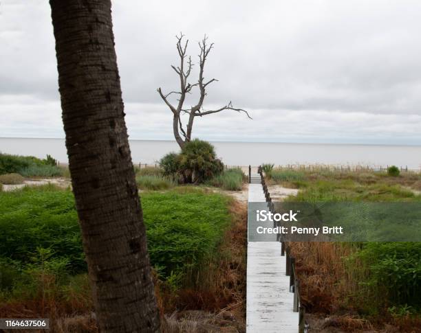 Various Finds On Daufuskie Stock Photo - Download Image Now - Island, South Carolina, Beach
