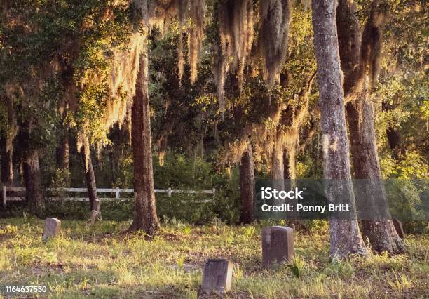 Various Finds On Daufuskie Stock Photo - Download Image Now - Beach, Canine - Animal, Dog