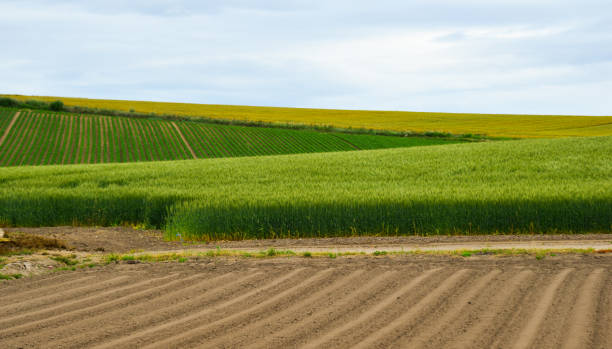 istock Summer scenery in Hokkaido, Japan. 1164637602