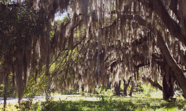 istock Daufuskie Island Finds 1164637617