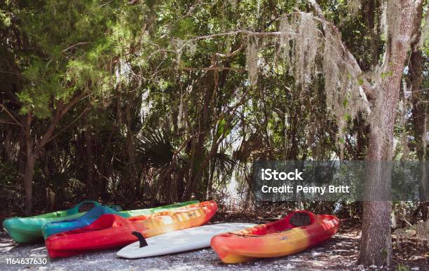 Various Finds On Daufuskie Stock Photo - Download Image Now - Island, Beach, Canine - Animal