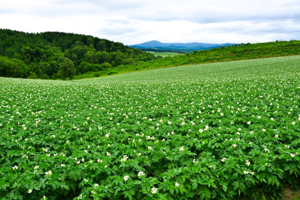 istock Summer scenery in Hokkaido, Japan. 1164637759