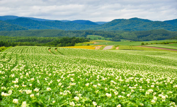 istock Summer scenery in Hokkaido, Japan. 1164638611