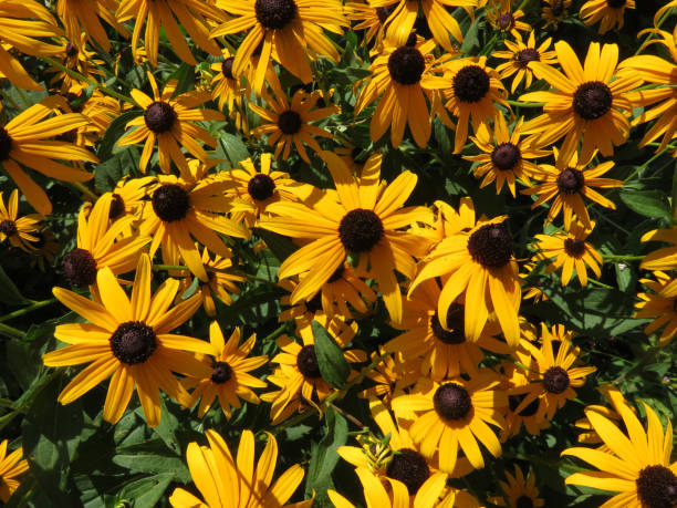istock Black Eyed Susan Flowers in Summer 1164640109