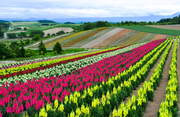 istock Flower fields in Hokkaido, Japan 1164641025