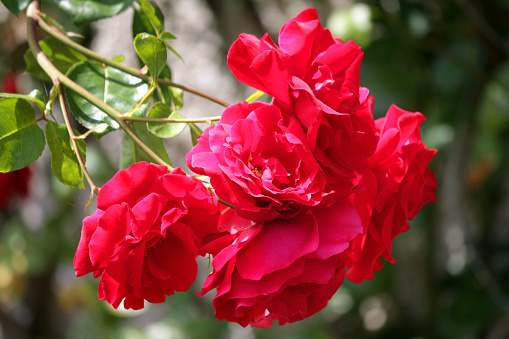 Stock photo of bunch of small red floribunda roses flowers bouquet and flowerbuds growing in summer garden, red rose, petals and blurred green gardening background, romantic red roses for Valentine's Day romance floral arrangement, rose bush shrub outdoors