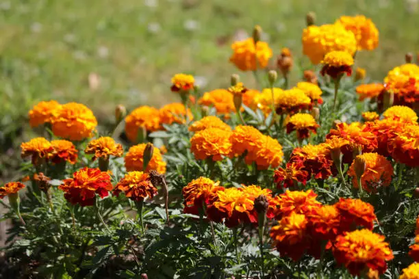 Stock photo of  in orange African marigold flowers in summer garden park, annual flowering marigolds tagetes gardening photo in full bloom with orange flowers, leaves, flowerbuds, bedding plants by lawn grass turf growing full sun