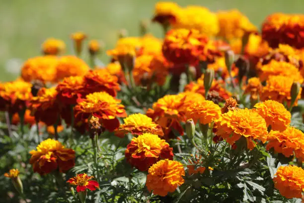 Stock photo of  in orange African marigold flowers in summer garden park, annual flowering marigolds tagetes gardening photo in full bloom with orange flowers, leaves, flowerbuds, bedding plants by lawn grass turf growing full sun