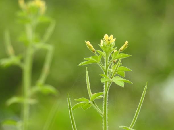 istock The nature beauty 1164641328