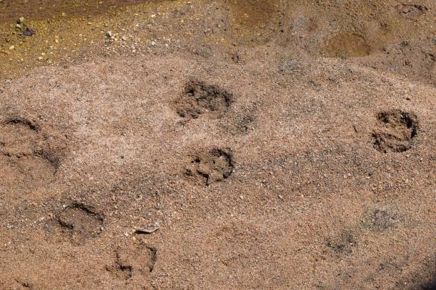 impressions de patte de lion - lion sands photos et images de collection