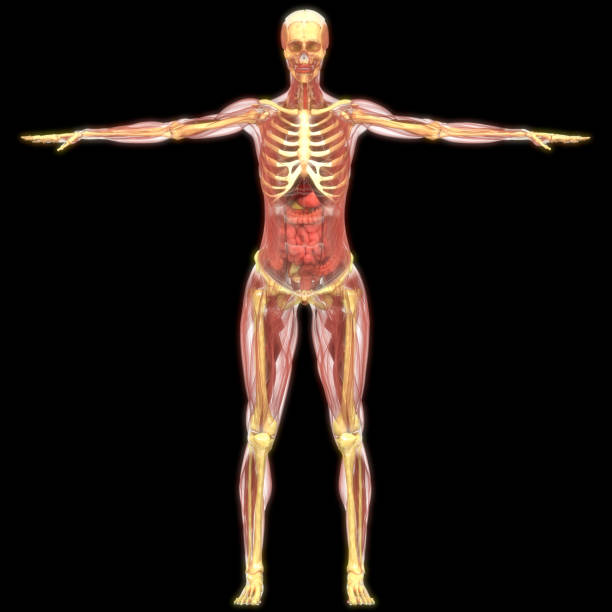 istock Human Body Organs Anatomy 1164646820