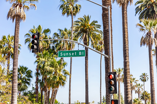 Sunset Bl. LA, California, USA. Text on green sign, red traffic lights, palm trees and blue sky background. Sunny spring day.