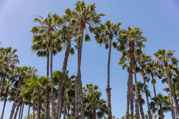 istock Palm trees against clear blue sky background. Sunny spring day 1164647715