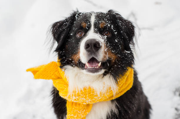 istock Bernese mountain dog with yellow scarf 1164647728