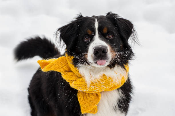 istock Bernese mountain dog with yellow scarf 1164647729