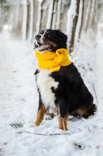 istock Bernese mountain dog with yellow scarf 1164647730