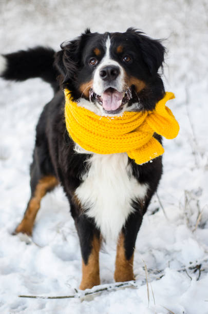 istock Bernese mountain dog with yellow scarf 1164647731