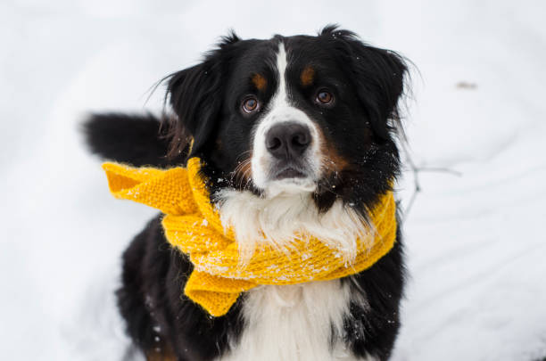 istock Bernese mountain dog with yellow scarf 1164647732