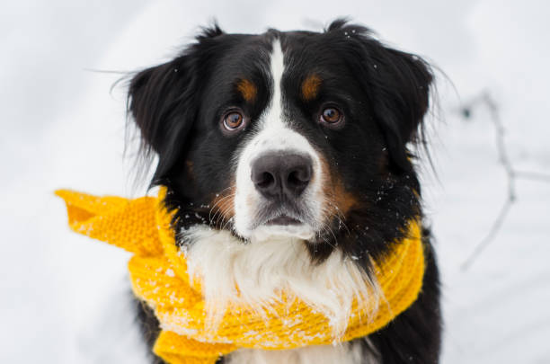istock Bernese mountain dog with yellow scarf 1164647734