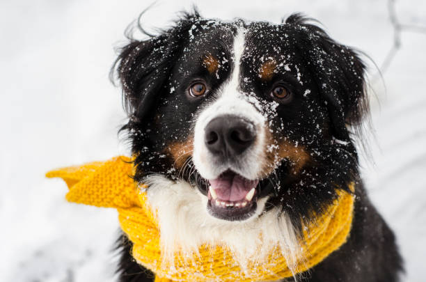 istock Bernese mountain dog with yellow scarf 1164647737