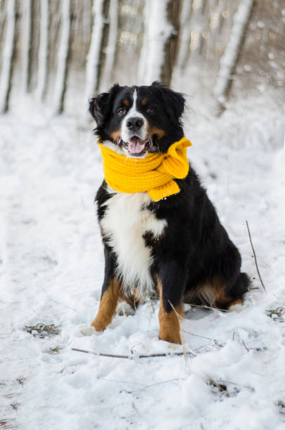 istock Bernese mountain dog with yellow scarf 1164647746