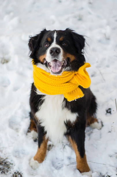 istock Bernese mountain dog with yellow scarf 1164647753
