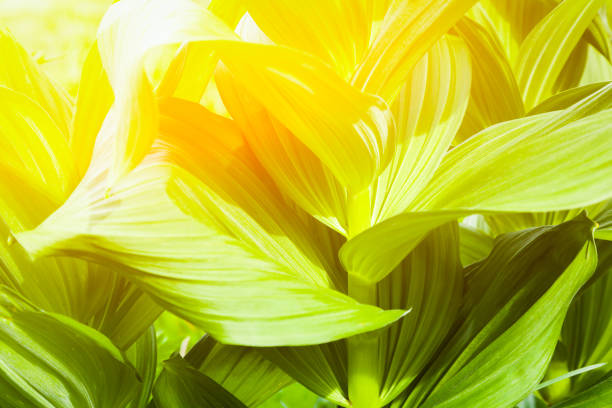istock Close-up green leaves 1164648801
