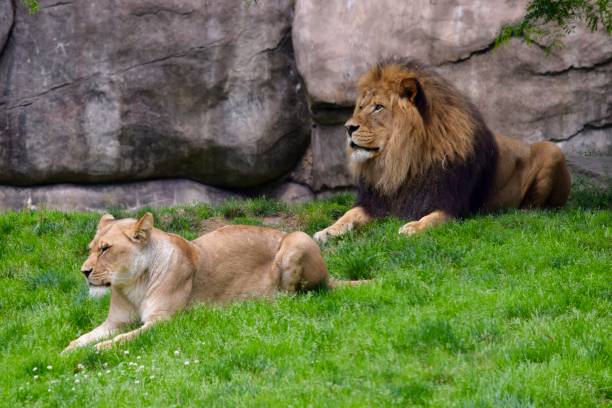 istock Lion and lioness in the grass 1164649616