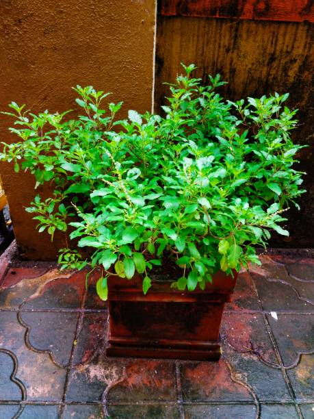 istock Potted basil plant in garden 1164649698
