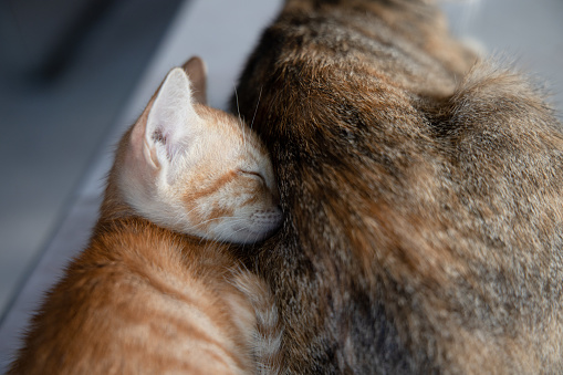 Close up picture of a Short hair white-orange kitten lying on his side with his mother in the morning.