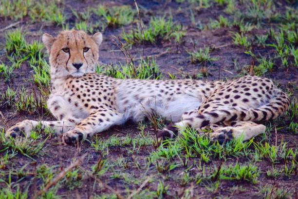 istock Cheetah cub in the grass 1164650395