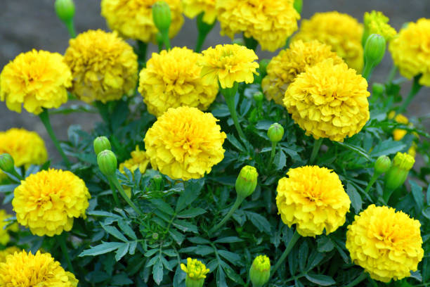 Yellow Marigold Stock Photos, Pictures & Royalty-Free Images - iStock Yellow Marigold Stock Photos, Pictures & Royalty-Free Images - iStock
