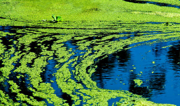 algas azul-verde - scum fotografías e imágenes de stock