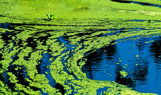 Blue-Green Algae or pond scum, cyanobacteria harmful algae.
