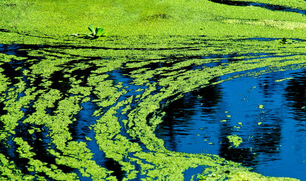 Blue-Green Algae Blue-Green Algae or pond scum, cyanobacteria harmful algae. algae stock pictures, royalty-free photos & images