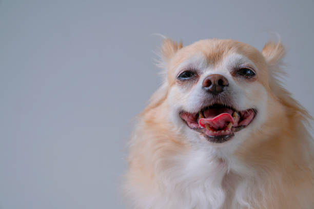 istock brown friendly chihuahua dog close up white wall background 1164651650