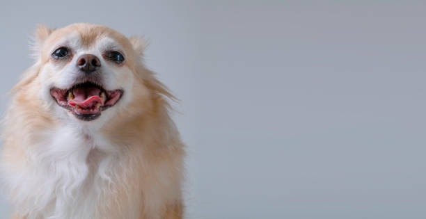 istock brown friendly chihuahua dog close up white wall background 1164651655
