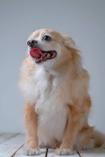 istock brown friendly chihuahua dog close up white wall background 1164651659