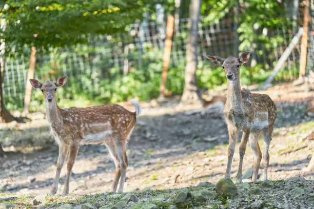 Fallow deers in nature park.