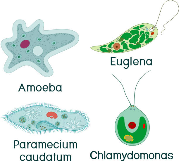 ilustraciones, imágenes clip art, dibujos animados e iconos de stock de conjunto de organismos unicelulares (protozoos): paramecium caudatum, amoeba proteus, chlamydomonas y euglena viridis - paramecium